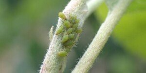 Chemiczne zwalczanie szkodników – jak osiągnąć sukces?