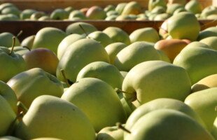 markowe owoce - Golden Delicious