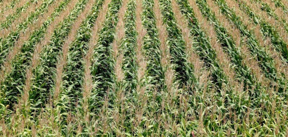 Odmiany kukurydzy na kiszonkę 2022