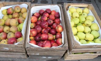 popularne odmiany jabłek - Red Boskoop, Elise, Golden Delicious