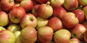 Powłoka do jabłek. Nowy organiczny produkt dla sadowników