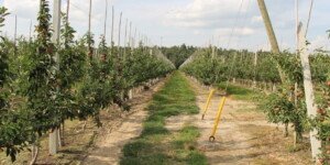 Powszechny spis rolny. Jak wyglądają wstępne wyniki badania?