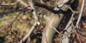 Przycięcie jabłoni a jej wzrost i rozwój