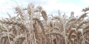 Rynek zbóż w&nbsp;Polsce w&nbsp;2021 r. Dobre ceny, wysokie koszty produkcji