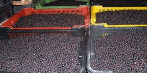 Sektor owocowy na Ukrainie i&nbsp;polskie obawy z&nbsp;tym związane