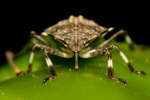 Tarczówka marmurkowata (Halyomorpha halys)