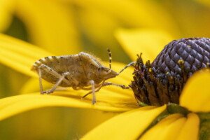 Tarczówka marmurkowata (Halyomorpha halys)