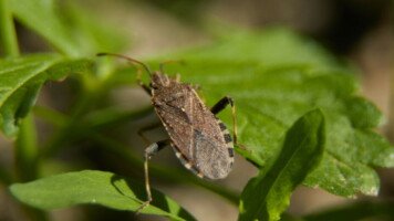 Tarczówka marmurkowata (Halyomorpha halys)