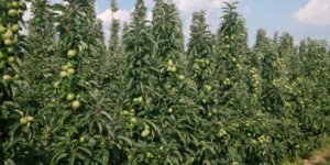 Zbiory owoców – precyzyjny szacunek plonów z&nbsp;OnFruit360