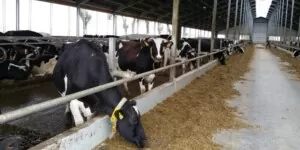 Zasuszenie krowy – czas na zasłużony odpoczynek