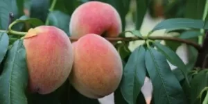 Czy można przycinać drzewa owocowe latem?