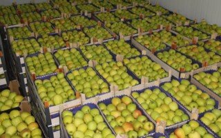 Golden Delicious - sprzedaż