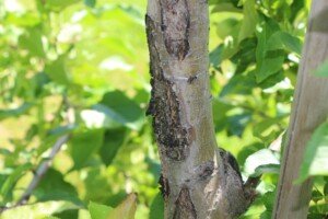 Przycinanie drzew owocowych