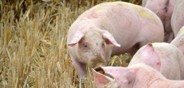 Ceny trzody chlewnej