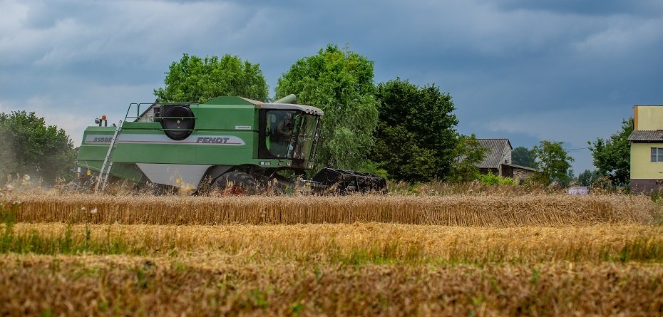 Ceny zbóż 2022. Po ile pszenica, żyto i pszenżyto w skupach zbóż?