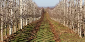 Automatyczny sekator. Lekarstwo na problemy produkcyjne w&nbsp;sadach