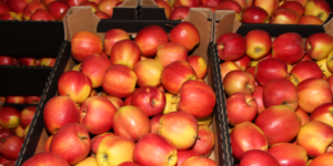 Ceny produktów rolnych 2022 – prognozy