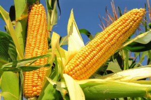 odmiany kukurydzy