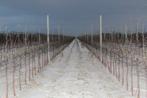kiedy sadzić drzewka owocowe - jabłoń