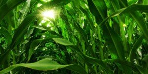 Odmiany wczesne i&nbsp;średnio wczesne a&nbsp;odporność na choroby grzybowe kukurydzy i&nbsp;szkodniki