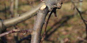 Przycinanie drzew owocowych – jak i&nbsp;kiedy?