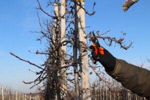 przycinanie drzew owocowych sekatorem jednoręcznym - cięcie szczegółowe