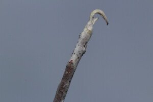 przycinanie drzew owocowych