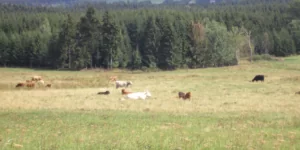 Ubój z&nbsp;konieczności – przepisy dotyczące zwierząt kopytnych