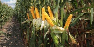Jak maksymalizować zysk z&nbsp;uprawy kukurydzy? Poznaj porady ekspertów KWS!