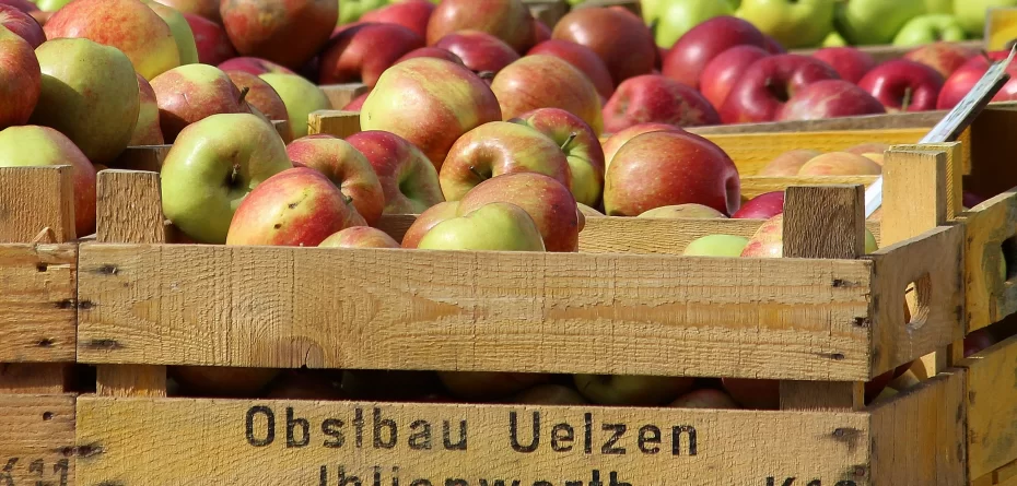 Zbiory owoców w niemczech