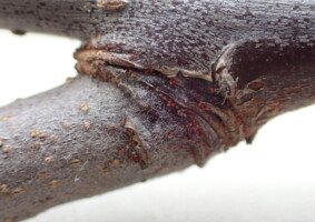 Przędziorek owocowiec - jaja na pędzie jabłoni