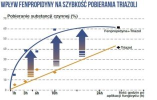 Mączniak prawdziwy zbóż i traw