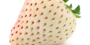 Biała truskawka – włoski eksperyment produkcyjny. Czy się przyjmie?