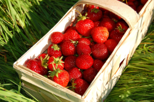 Ceny truskawek w&nbsp;lutym