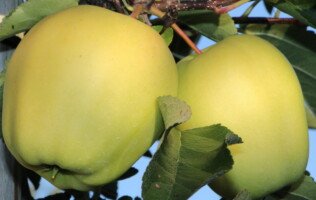 duże jabłka - Golden Delicious