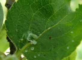 miodówka - jabłoniowa - larwa na liściu