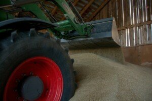 notowania cen zbóż