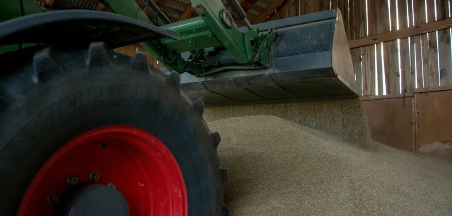 Notowania cen zbóż w skupach. Po ile pszenica, pszenżyto i żyto?