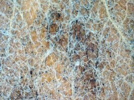 ochrona przed parchem - plama na liściu jabłoni