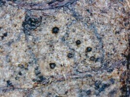 ochrona przed parchem - pseudotecja w&nbsp;tkankach liścia