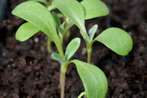 wiosenny zabieg poprawkowy