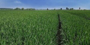 Zabiegi T2 na zbożach – ochrona liścia flagowego i&nbsp;podflagowego