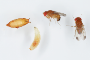 Drosophila suzukii