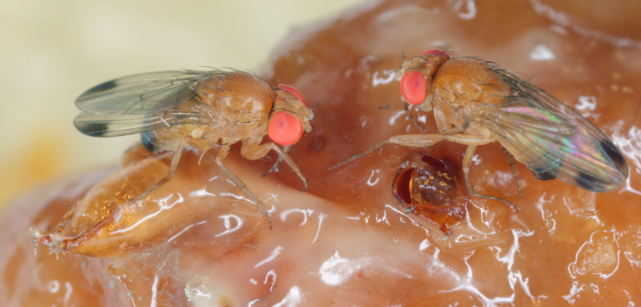 Drosophila suzukii — kiedy wystąpi w 2022 r.?