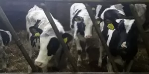 Prawidłowe żywienie cieląt chroni przed biegunkami