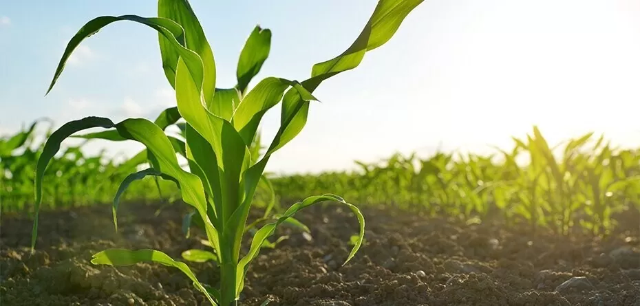 Jak pozyskać azot dla roślin, ograniczając udział nawozów azotowych?