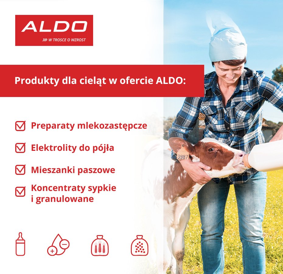 prawidłowe żywienie cieląt