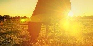 Stres cieplny u&nbsp;krów mlecznych – jak prawidłowo ochronić stado?