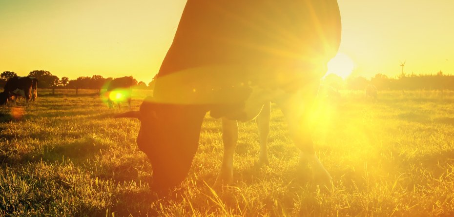 Stres cieplny u krów mlecznych – jak prawidłowo ochronić stado?