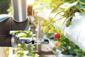 uprawa truskawek - robot do zbioru truskawek
